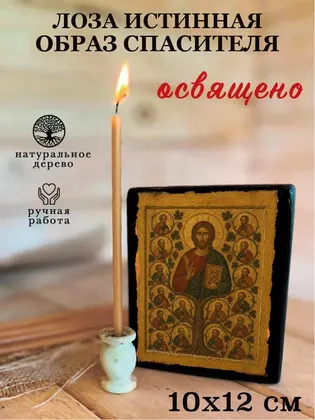 Лоза Истинная — фото 3