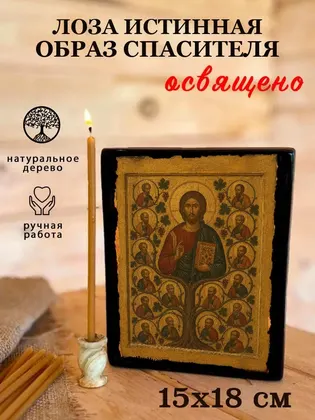 Лоза Истинная — фото 5