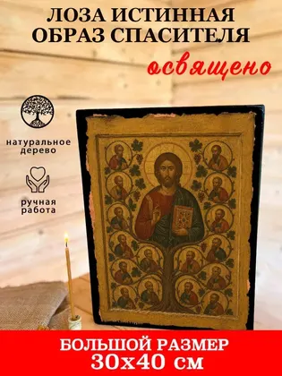 Лоза Истинная — фото 7