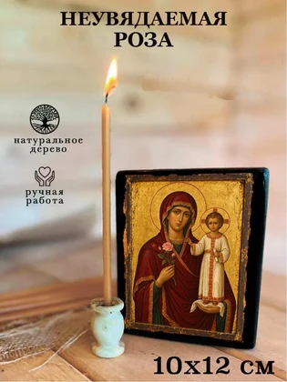 Неувядаемая роза — вид 3